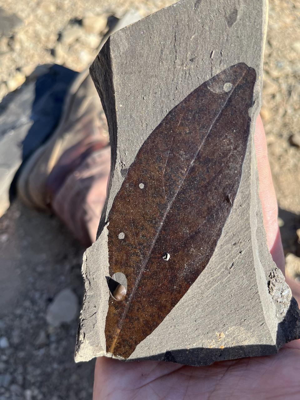 A thin long red brown leaf shown embedded in a piece of fine sediment.