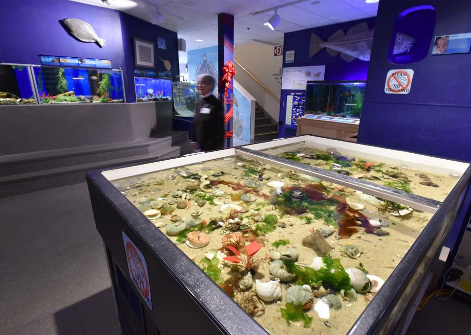 Lynn Adams awaits visitors as she stands next to a saltwater tank showing off sea life seen at low tide, one of the many displays on Dec. 21 at the Cape Cod Museum of Natural History aquarium in Brewster.  Aquarium Store Depot, a national website founded and owned by aquarium hobbyist Mark Valderrama, said the museum's aquarium was recently ranked as the tenth "most beautiful" in the nation.