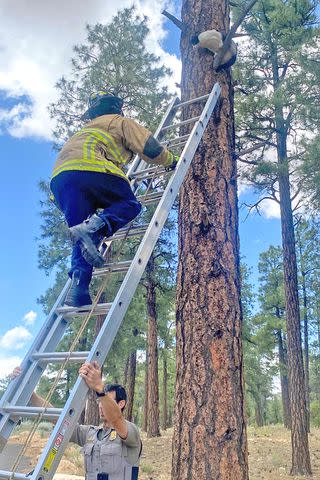 <p>GrandCanyonNPS/X</p> Firefighter rescues cat from tree at Grand Canyon National Park on June 21, 2024