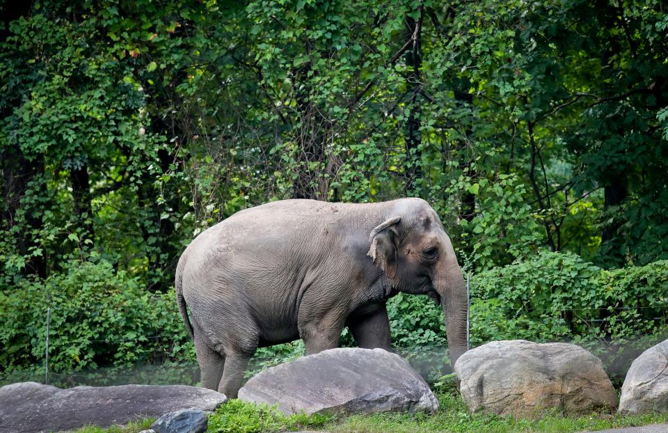 In this Oct. 2, 2018 file photo, Bronx Zoo elephant "Happy" strolls inside the zoo's Asia Habitat in New York.