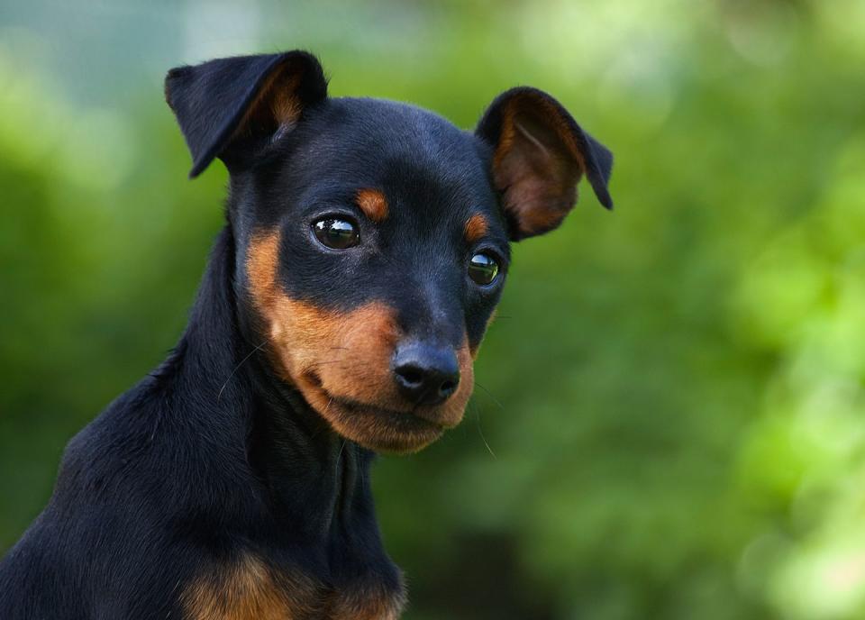 pinscher mini smallest dog breed