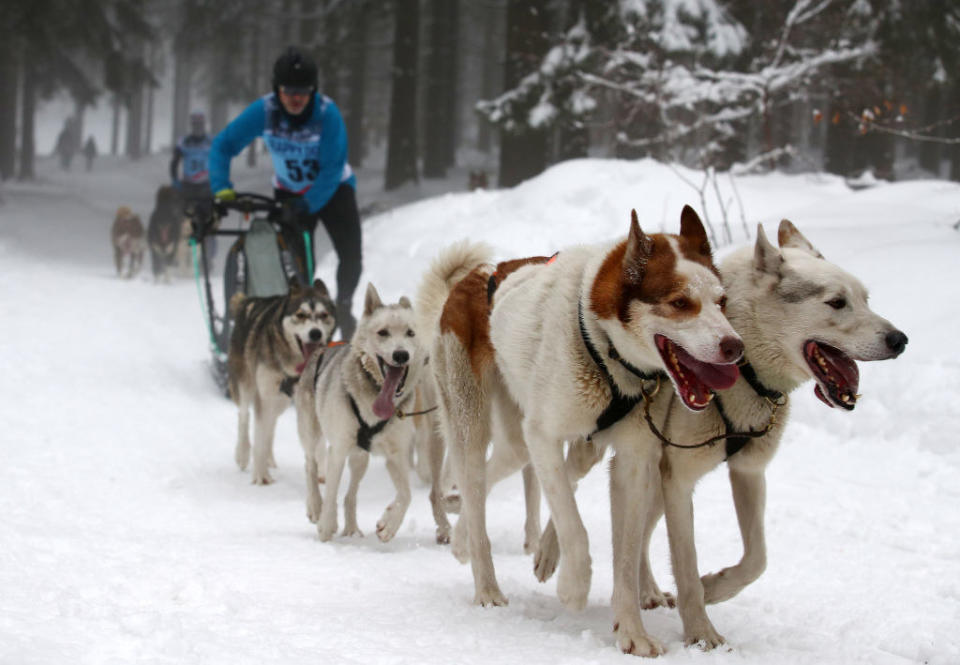 Dogs in the Olympics? If this happened now, these pups would be going viral.What is it: A musher stands on the runners of a sled and coaches a team of dogs attached to the sled to run as quickly as possible. Why it was removed: Dog sledding appeared in both the 1932 and 1952 Olympics, held in Lake Placid and Oslo, respectively. Sled dog racing is still a popular and widely practiced event, with the Iditarod Trail race being held every year in Alaska. There are some animal cruelty concerns regarding the sport, as dogs are frequently injured during races. The World Sleddog Association has a strict code of practices that ensure dogs are treated humanely during competition and training.