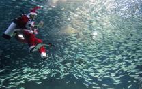 SEOUL, SOUTH KOREA - DECEMBER 08: A South Korean diver clad in Santa Claus costume swims with sardines at The Coex Aquarium on December 8, 2012 in Seoul, South Korea. Even though the official religion of South Korea is Buddhism, about 30 percent of it is Christian and Christmas is one of the biggest holidays to be celebrated in South Korea. (Photo by Chung Sung-Jun/Getty Images)