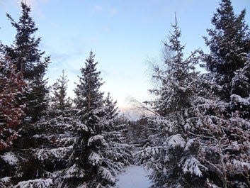 A Coniferous forest in winter.