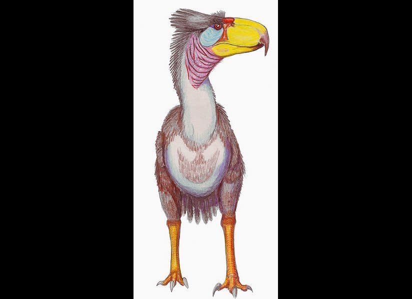 This North American bird, which stood over 8 feet tall, would have had an enormous, axe-like beak.