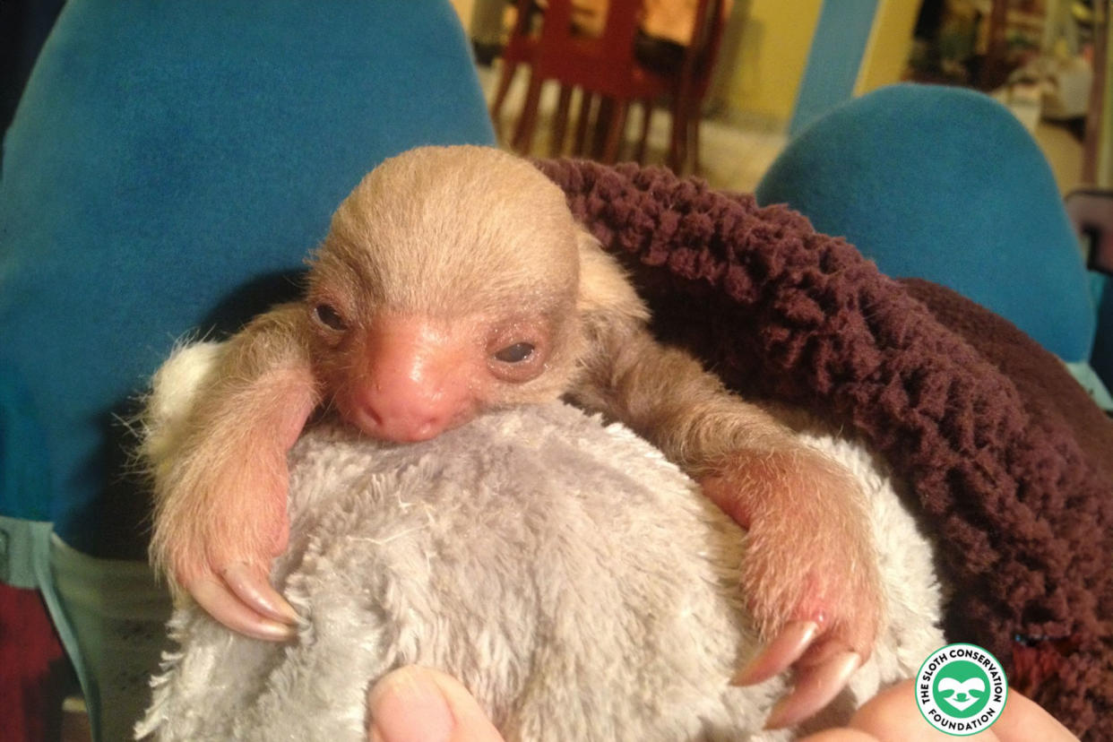 Goldie the albino sloth Dr. Rebecca Cliffe/The Sloth Conservation Foundation