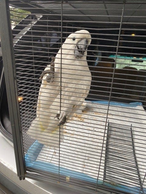 Julie the cockatoo was stolen from the aviary at Steckel Park in early January and recovered safely. A suspect was arrested Tuesday night,