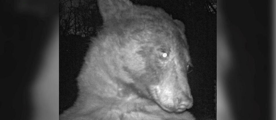 En tout, l'ours a été photographié plus de cinq cents fois.  - Credit:Boulder Open Space and Mountain Parks