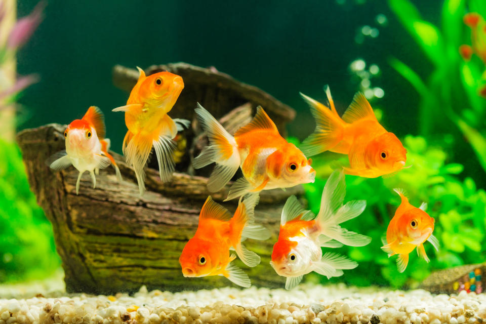 Tests mit Goldfischen belegten, wie schmerzempfindlich Fische tatsächlich sind (Symbolbild: Getty Images)