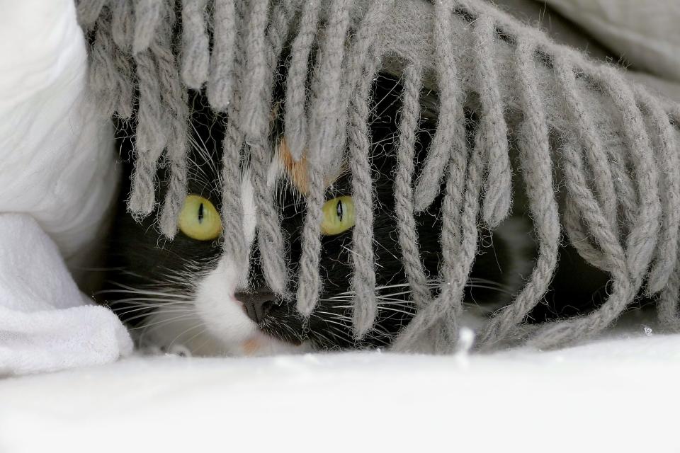 A cat hiding under a blanket