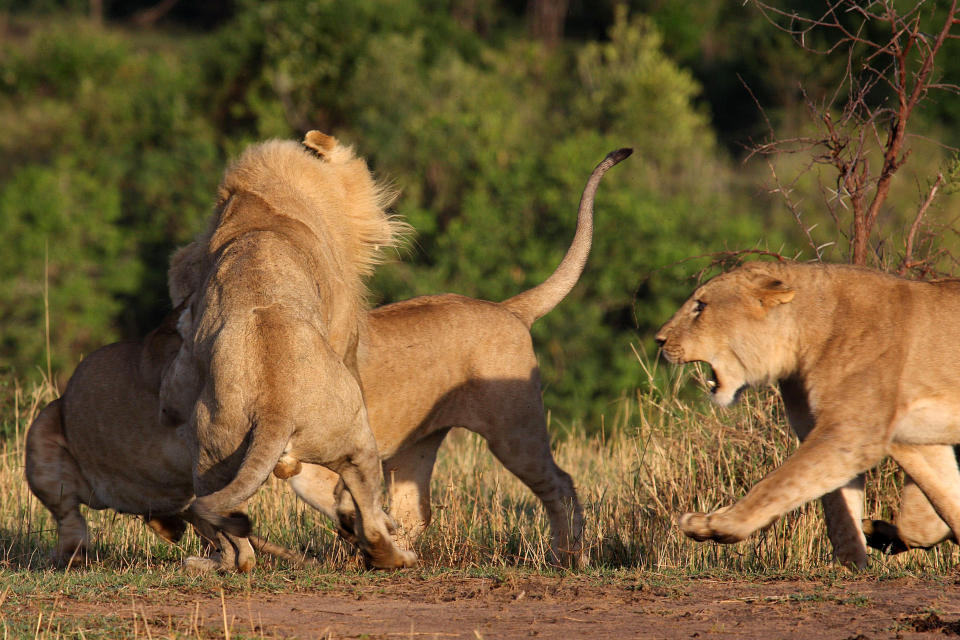 These are the rip-roaring scenes of a mass battle between a pride of lions which were snapped by a brave photographer from just TWENTY metres away. The spontaneous brawl in the Serengeti National Park, Tanzania was caught by amateur photographer Andrew Atkinson who captured the early morning combat between the young cats just as the sun came up. The safari truck he was on pulled up as the dominant male strode over to kick-start the turf wars between the big cats who can tip the scales at anywhere up to the 180kg mark. PIC BY ANDREW ATKINSON / FOTOLIBRA / CATERS NEWS