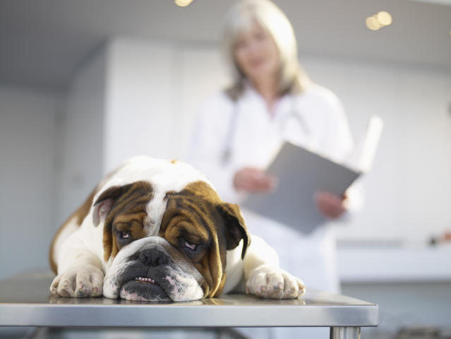 Professionals Who Work With Dogs Reveal What Owners Get Wrong