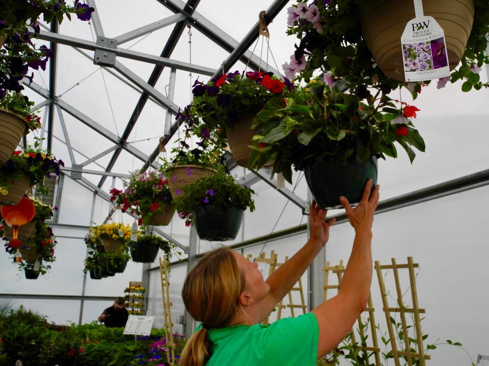 Master gardener Susan Kelly hangs a basket at Custom Grown Greenhouses in St. Francis. The business opened on May 1.