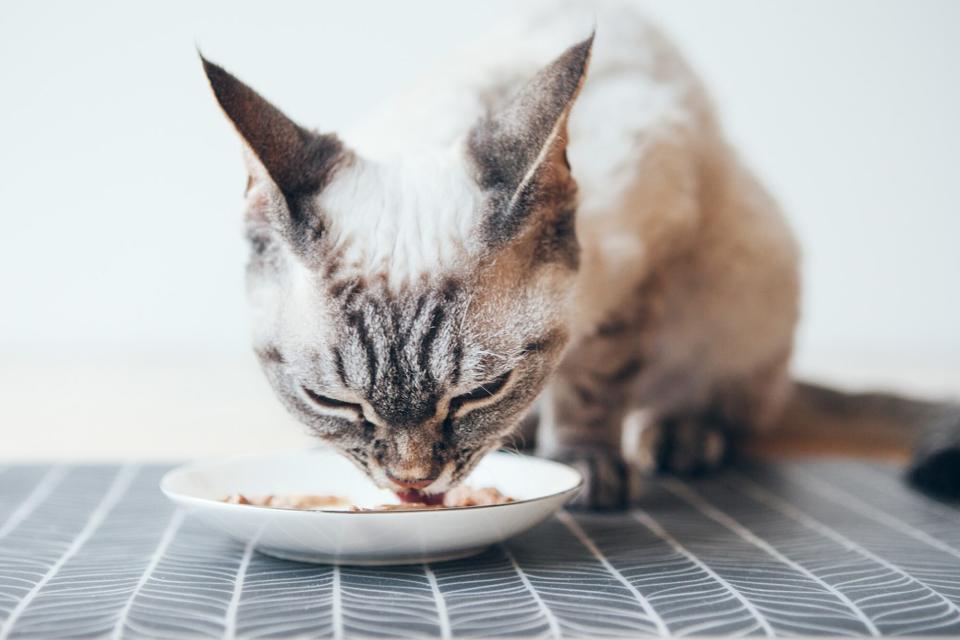 cat eating tuna from a plate, mercury poisoning in cats