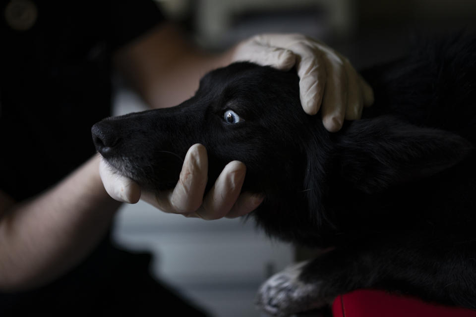 A dog collected in Ukraine is prepared for surgery for serious injuries to its hind legs at the Ada veterinarian clinic in Przemysl, Poland, Monday, March 14, 2022. A veterinarian clinic in the eastern Poland has set up a rescue service for the pets left behind in Ukraine during the war. They have already helped rescue more than 400 animals from the war zone. (AP Photo/Daniel Cole)