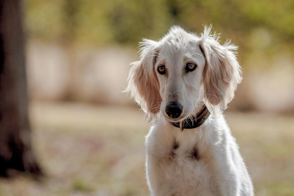 Saluki