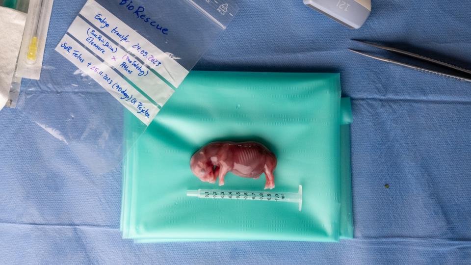 A tiny rhino embryo on a table