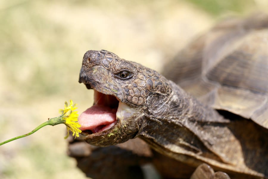 Desert tortoise. (FILE | Adobe Stock)