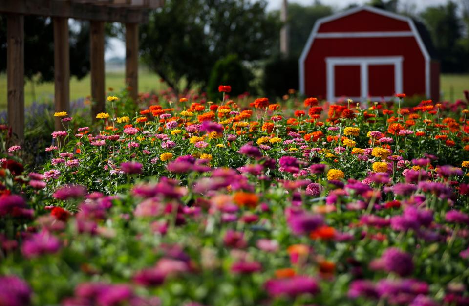 Flowers at Patchwork Flower Farm on Wednesday, Aug. 2, 2023.