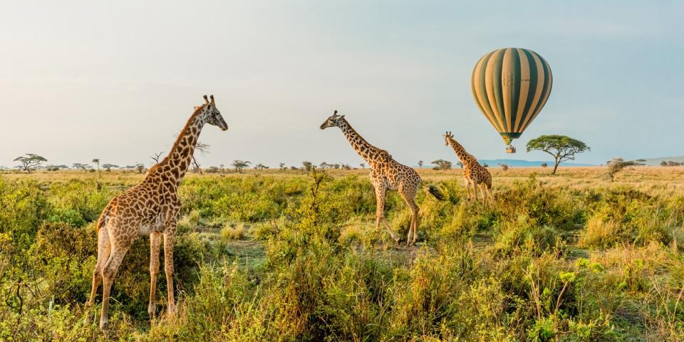 A hot air balloon over giraffes