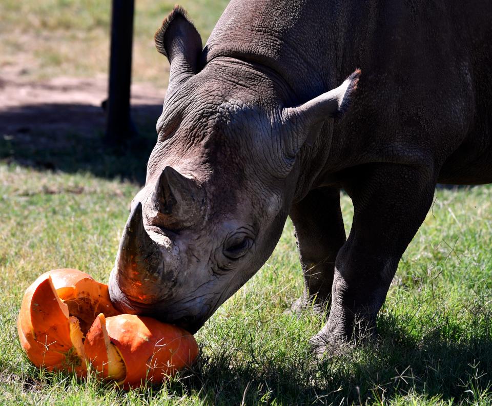 Macho, the zoo’s rhino eats a large pumpkin after using his horn to break it open Saturday Oct. 17, 2020. Zoo animals participated in Boo at the Zoo.