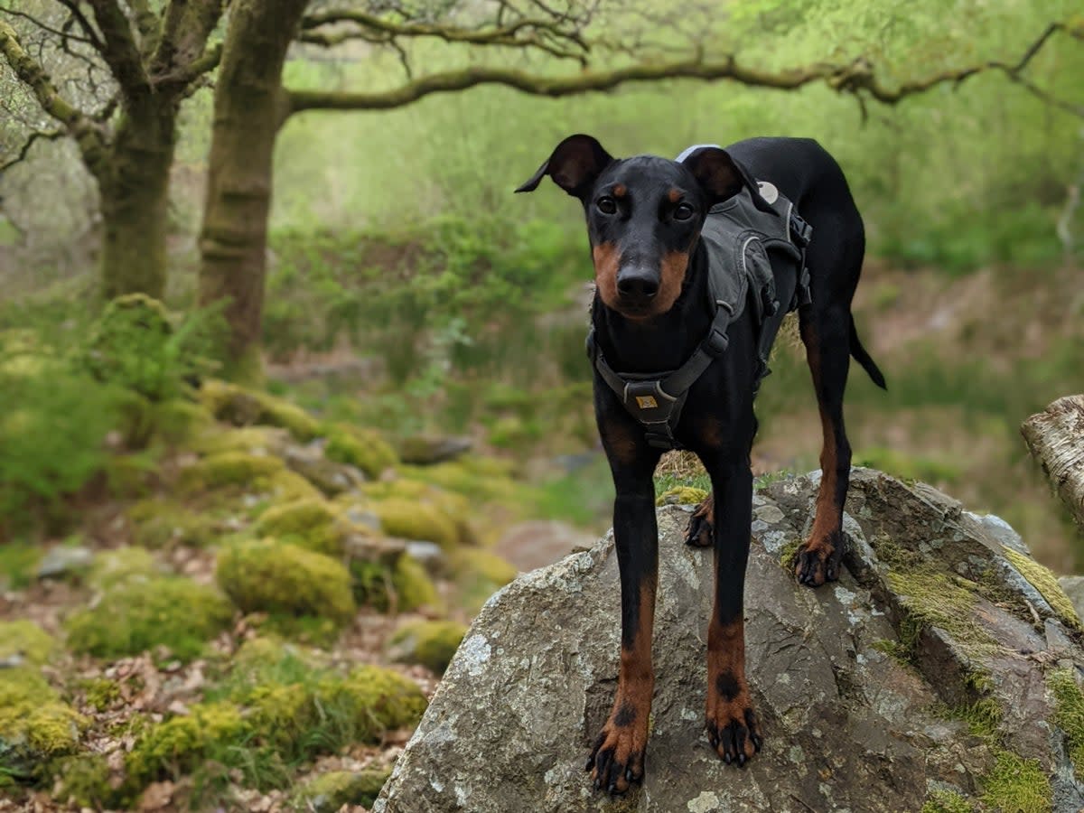 Snowdonia offers excellent walking opportunities and cosy dog-friendly hotels where you can rest weary legs  (Lottie Gross)