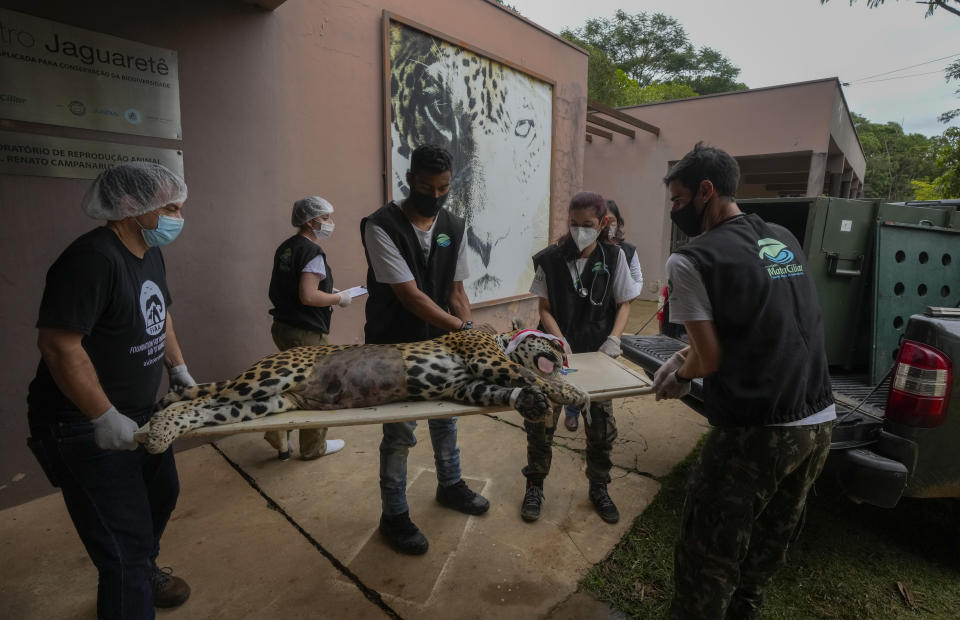A sedated jaguar is carried to a waiting vehicle to transport him back to his habitat after undergoing an artificial insemination procedure at the Mata Ciliar Association conservation center, in Jundiai, Brazil, Thursday, Oct. 28, 2021. According to the environmental organization, the fertility program intends to develop a reproduction system to be tested on captive jaguars and later bring it to wild felines whose habitats are increasingly under threat from fires and deforestation. (AP Photo/Andre Penner)