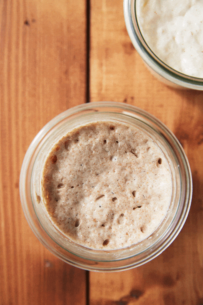 Sourdough Starter