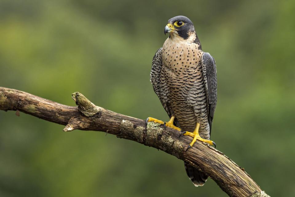 Peregrine Falcon