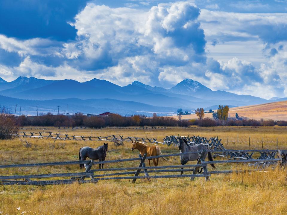 Horses on the ranch