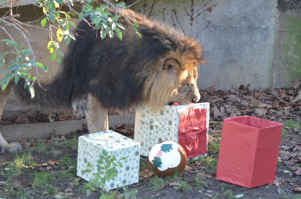 Christmas also found its way to the zoo's lion's den where the patriarch, Lucifer,enjoyed unwrapping presents full of treats.