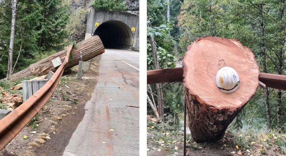 A tree reported to be roughly 50-inches in diameter fell Wednesday night along U.S. 2 in one of the areas scorched by the Bolt Creek Fire.