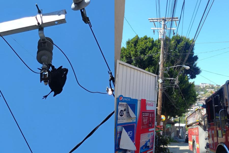 ¡Urgente! Solicitan ayuda para rescatar a cuervo atorado en un poste en Tijuana