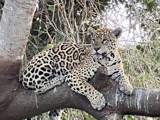 A jaguar sits in on a tree branch on a recent safari to the Pantanal of Brazil.