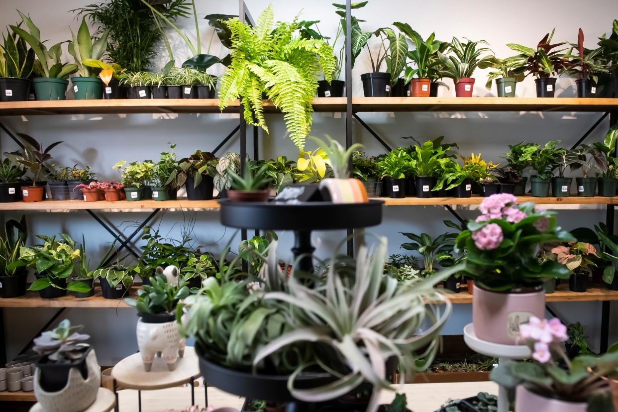 Shannon Strevig opened The Succulent Hippie in January in downtown Hanover and offers customers a variety of houseplants, planting pots, soil and plant-related merchandise. Depending on the week, Strevig said she will have upwards of 400 items for sale in the shop.