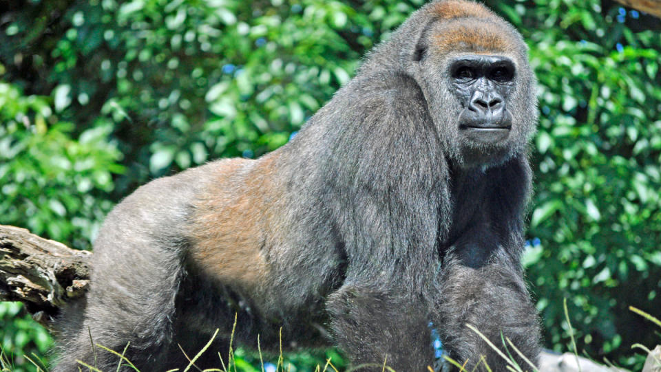 A picture of a gorilla amid brush.