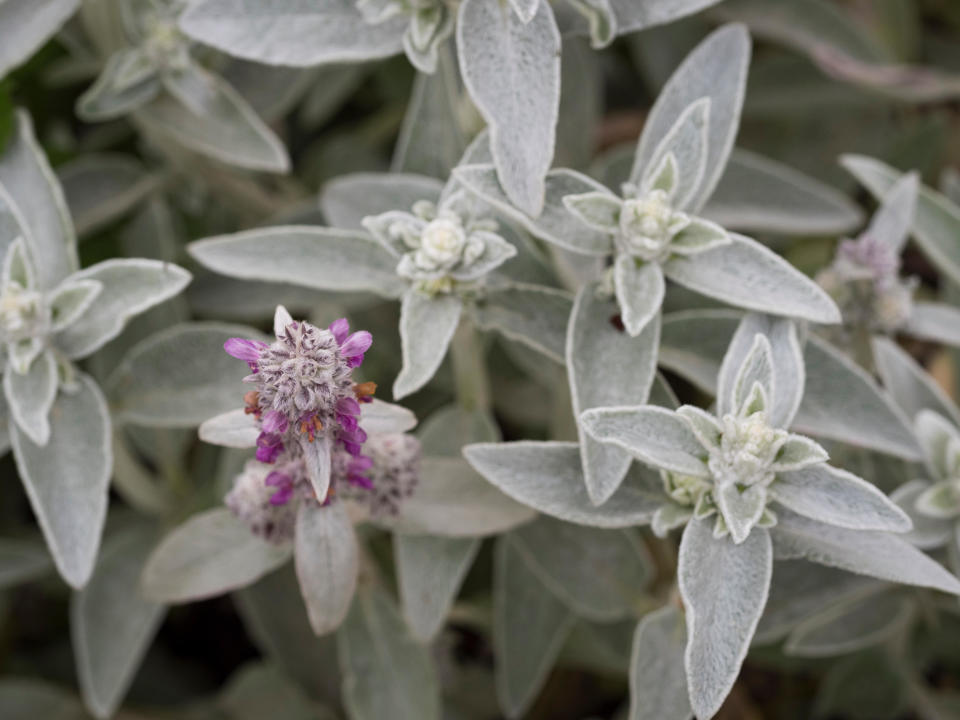 Stachys byzantina, grey lambs ears with purple flower