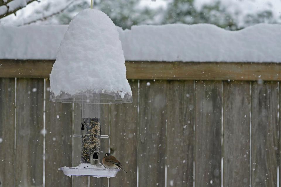 A bird eats seeds out of snow-covered feeder, Saturday, Feb. 13, 2021, in Olympia, Wash. Some areas of the Puget Sound area got more than a foot of snow Saturday, and winter weather is expected throughout the Seattle region through the weekend. (AP Photo/Ted S. Warren)