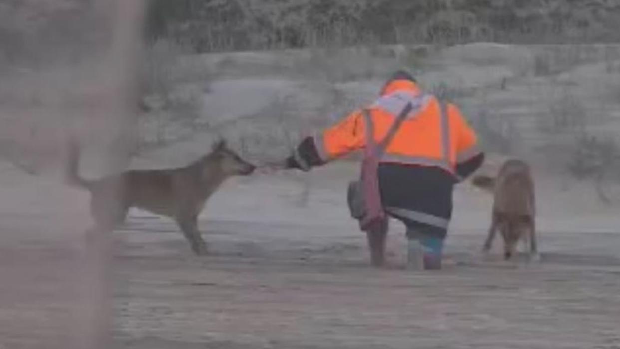 A man filmed feeding two dingoes at a popular holiday destination has been fined more than $2000. Picture: Queensland DES,