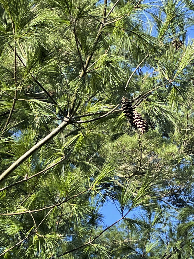 6 favorite conifers and the cones they produce