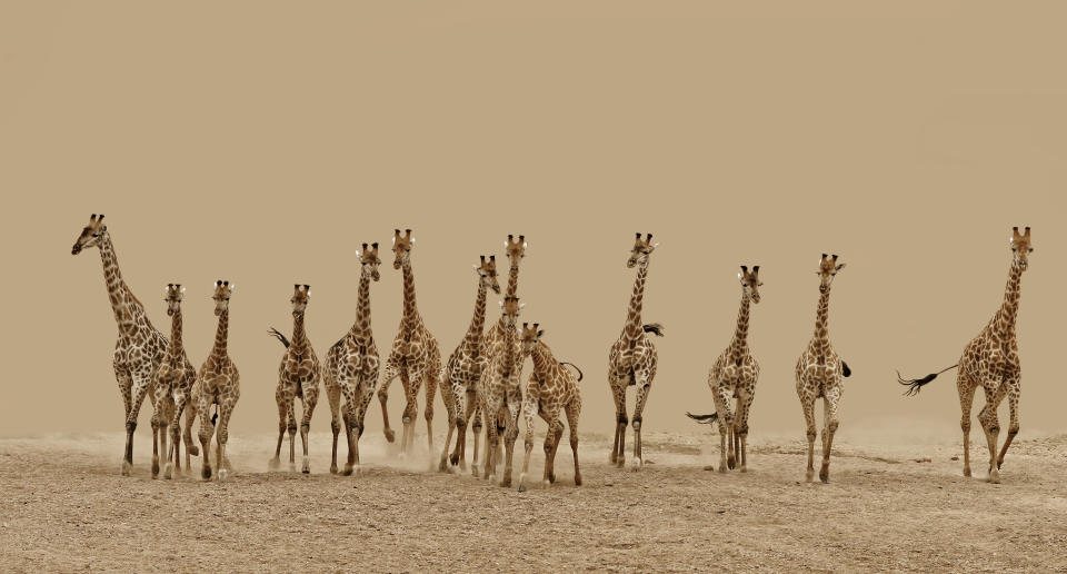 14 giraffes flee after spotting lions in hunting mode. (Frederick van Heerden, South Africa, Shortlist, Nature & Wildlife, Open Competition 2013 Sony World Photography Awards) <br> <br> <a href="http://worldphoto.org/about-the-sony-world-photography-awards/" rel="nofollow noopener" target="_blank" data-ylk="slk:Click here to see the full shortlist at World Photography Organisation;elm:context_link;itc:0;sec:content-canvas" class="link ">Click here to see the full shortlist at World Photography Organisation</a>