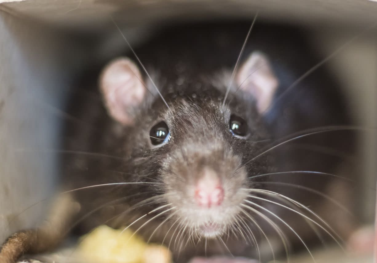 close up of rat