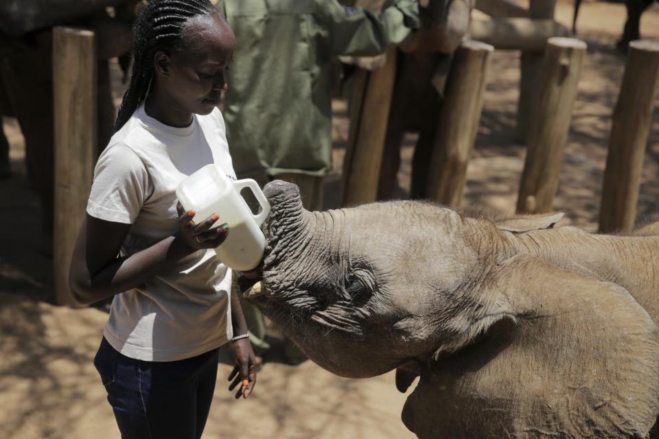 Rangers feed orphan elephants at Reteti Elephant Sanctuary in Namunyak Wildlife Conservancy, Kenya, on Oct. 14, 2022. In Kenya’s sweltering northern Samburu county, a destructive drought exacerbated by climate change is wreaking havoc on people and wildlife. Conservation charities say they are doing what they can as natural resources dry up. (AP Photo/Brian Inganga)