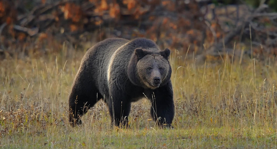 Grizzly Bear in Yellowstone National Park. Source: Getty Images 