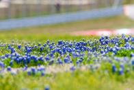 <p>Texas's famous bluebonnets germinate in the fall and bloom brilliantly around March to mid-May. This species is native to Texas, along with several states in Mexico. </p>