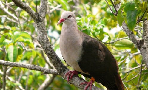 <span class="caption">A pink pigeon in the wild of Mauritius.</span> <span class="attribution"><a class="link " href="https://www.flickr.com/photos/29229281@N00/6329183903" rel="nofollow noopener" target="_blank" data-ylk="slk:Arcalexx/Flickr;elm:context_link;itc:0;sec:content-canvas">Arcalexx/Flickr</a>, <a class="link " href="http://creativecommons.org/licenses/by-sa/4.0/" rel="nofollow noopener" target="_blank" data-ylk="slk:CC BY-SA;elm:context_link;itc:0;sec:content-canvas">CC BY-SA</a></span>