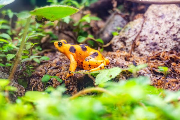 Panamanian golden frog