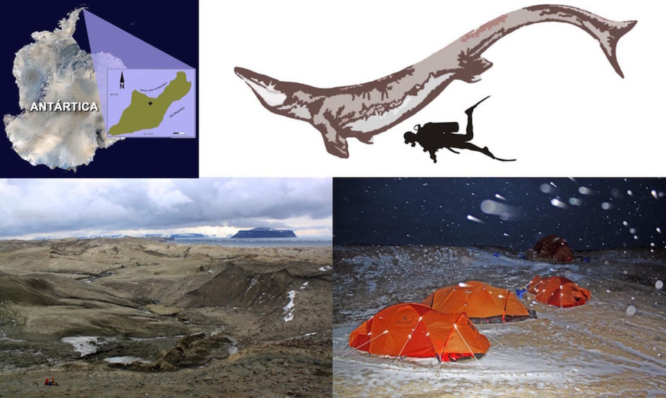 Researchers found the mosasaur <i>Kaikaifilu hervei</i> in Cretaceous-age rocks on Seymour Island in Antarctica (upper left). <i>Kaikaifilu</i> was quite large. See the human for scale (upper right). Paleontologists struggled through Antarctica's extreme climate when they excavated the specimen (lower right). The muddy site where experts found <i>Kaikaifilu</i> (bottom left). <cite>Otero, R.A. <i>et al</i>, Cretaceous Research. 2016. </cite>