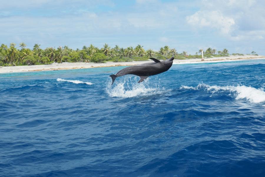 Indignación total: en EE. UU. matan a balazos a delfín