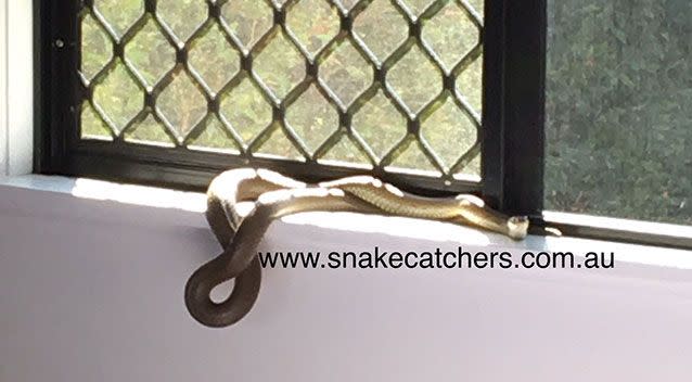 The resident who called the snake catcher first spotted it on a window sill. Source: Supplied